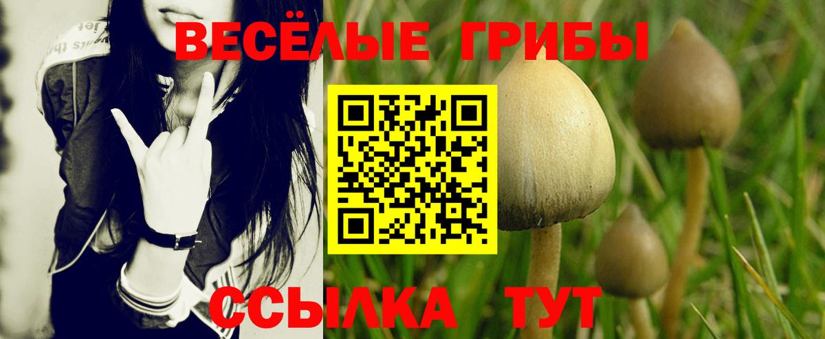 Псилоцибиновые грибы мицелий Кольчугино
